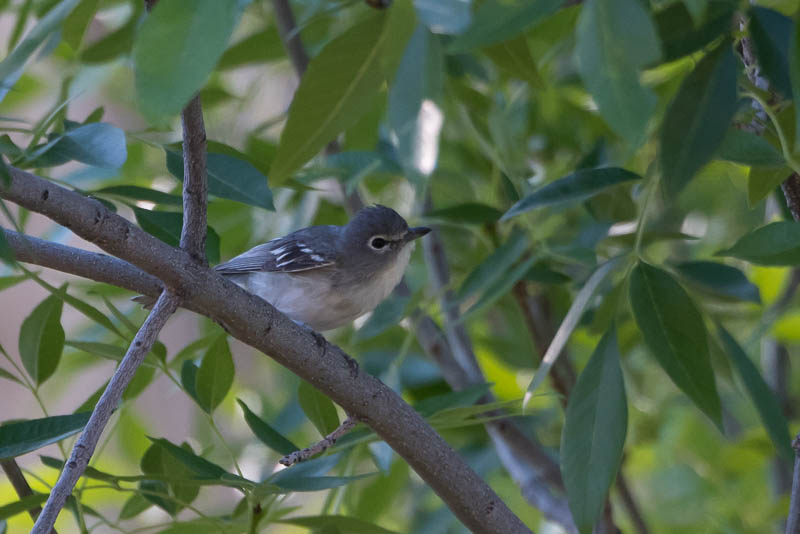 Loodkleurige Vireo